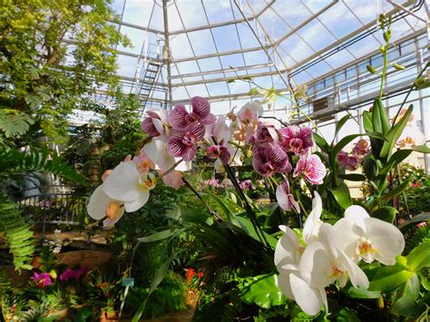 International Orchid Exhibit Set To Bloom At The Fort Worth Botanic