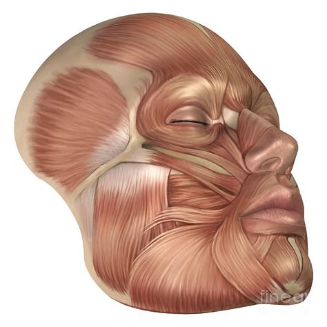 Human Muscle Anatomy Face Anatomy Of Human Face Muscles Face Muscles