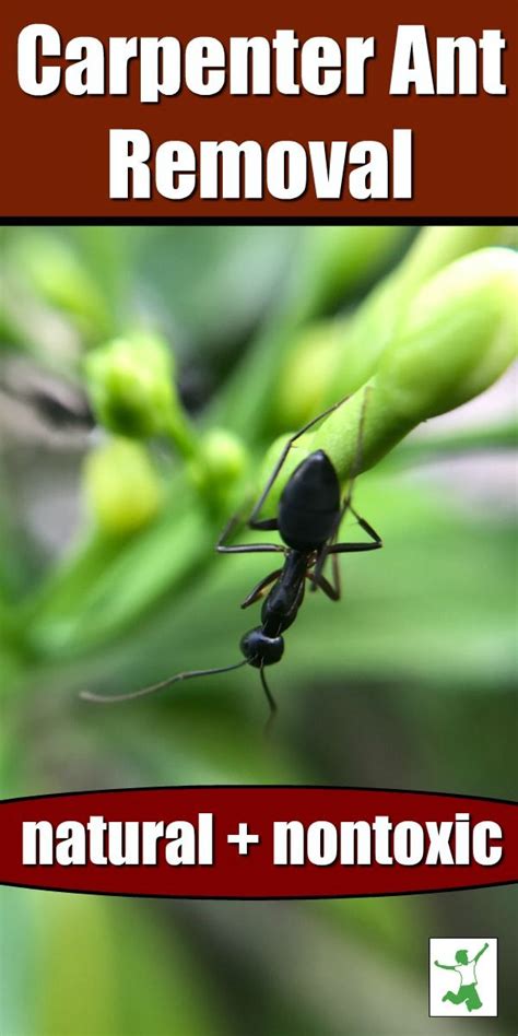 Safely Get Rid Of Carpenter Ants In A Snap Carpenter Ant Kill Carpenter Ants Ant Removal