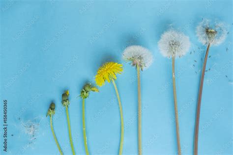 Evolution Concept Phases Of Dandelion Growing Blue Paper Background