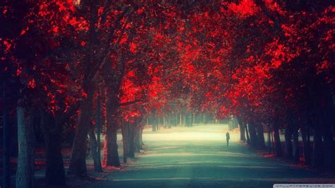 Download Hd Path Between Red Trees Wallpaper