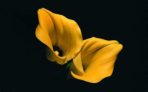 Wallpaper Black Background Yellow Flowers Plants Lilies Flower