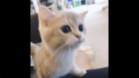 Baby Meowcash So Cute Cat Youtube