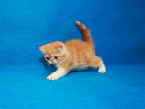 We are an animal care and adoption center located in boston, ma. Exotic Shorthair Cats For Sale | Boston, MA #267590