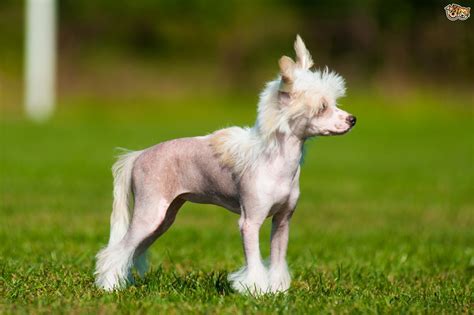 Chinese Crested Dog Breed Facts Highlights And Buying Advice Pets4homes