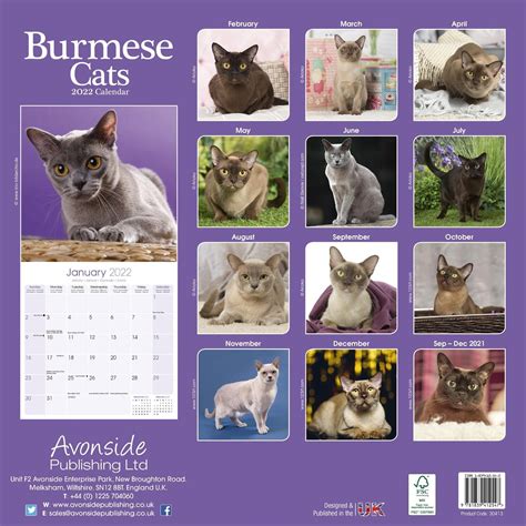 Cats Burmese Calendar Cat Calendars Pet Prints Inc