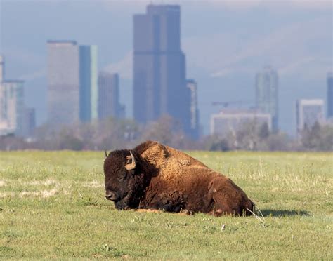 Rocky Mountain Arsenal Close To Home Our Urban Wildlife