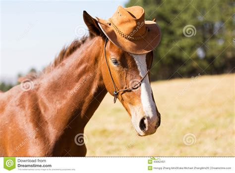Horse Cowboy Hat Stock Image Image Of Country