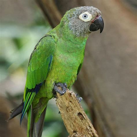 Dusky Headed Conure Parrot Parakeet Parrot Facts