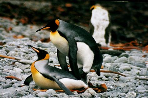 Fileimg 1247 Mating King Penguins Wikimedia Commons