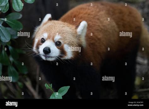 Red Panda At The Chengdu Research Base Of Giant Panda Breeding Stock