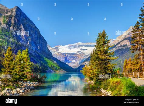 Pine Trees On The Shore Of Lake Louise In Banff National Park With Its