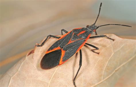 How To Get Rid Of Boxelder Bugs Permanently And Naturally