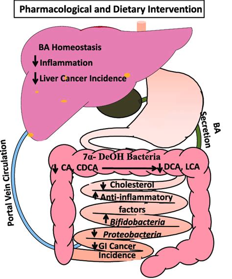 Beneficial Effects Of Normalized Bile Acid Homeostasis And Gut