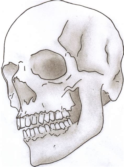 Skulls Drawing Face Drawing Cool Drawings Pencil Sketch Pencil
