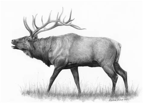 Elk Art Print Wildlife Art Print T For Husband Animal Etsy