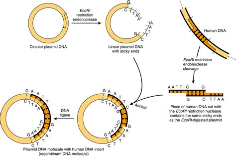 Molecular Genetics Recombinant Dna And Genomic Technology