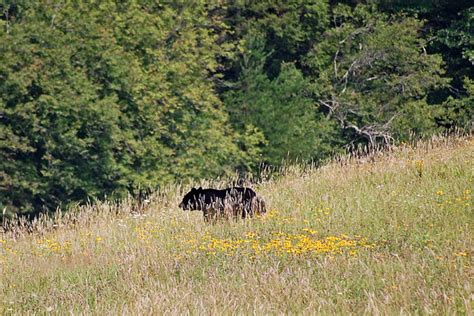 The Black Bears Of Algonquin Park Owlcation