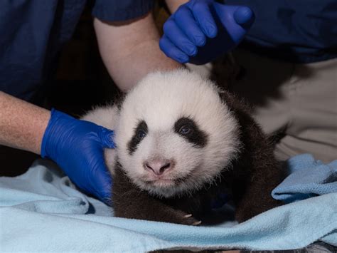 The National Zoos Baby Panda Has Taken His First Steps Washingtonian