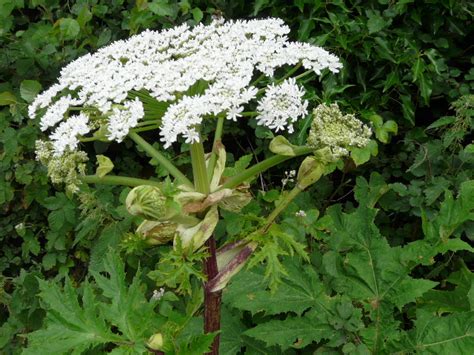 Poisonous Plants Giant Hogweed