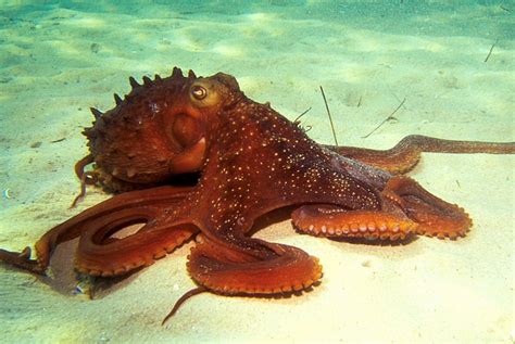 Common Octopus Octopus Vulgaris Facts Images WeHeartDiving Com