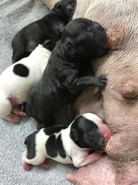 Personalize it with photos & text or purchase as is! Beautiful white and black pups Have 2 females and 2 Male ...