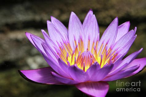 Lavender Water Lily 3 Photograph By Judy Whitton