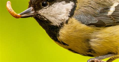 Making sure there's access to wild bird food, water and bird houses are all essential in attracting wild birds. How to Attract Birds to Your Garden | Love The Garden