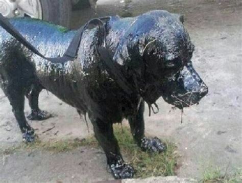 This is a list of the localities of argentina of 45,000 to 150,000 inhabitants ordered by amount of population according to the data of the 2001 indec census. Ein harzgetränkter Hund wanderte durch die Stadt, bis er ...