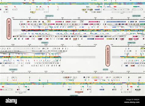 Human Genome Map Focused On The Chromosomes 19 And 20 Stock Photo Alamy