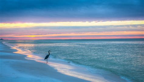 Heron On Florida Gulf Coast Beach By Andrew Smith