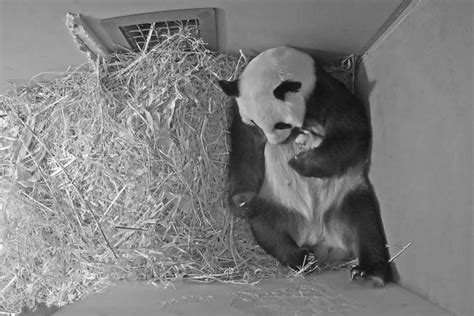 Moment Tiny Panda Cub Makes Its First Video Appearance In Dutch Zoo