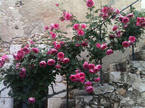 Pierre De Ronsard Meilland Rose Climbing Roses Flower