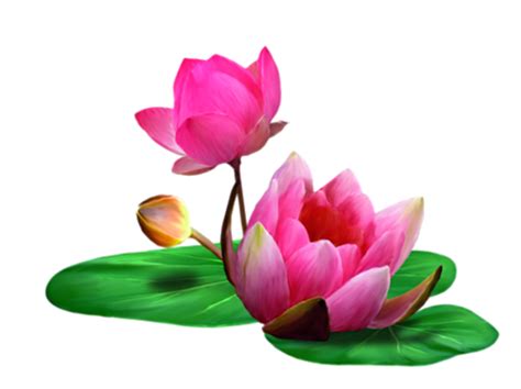 Lotus Png Free Download Png All Png All