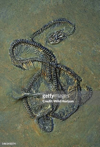 Fossilized Snake Photos And Premium High Res Pictures Getty Images