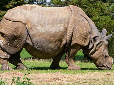 How often do rhinos eat? Indian Rhinoceros Facts | Anatomy, Diet, Habitat, Behavior ...
