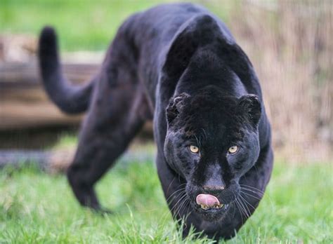Big cats are one of the most amazing animals on earth. Athena, the Black Jaguar at The Big Cat Sanctuary ...