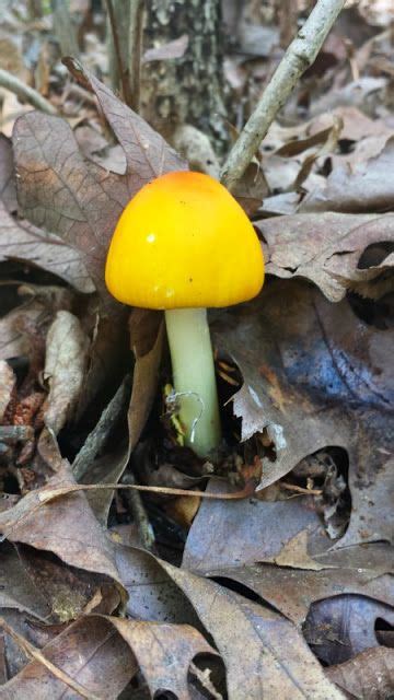 Arkansas Mushrooms And Slime Molds Wild Plants Slime