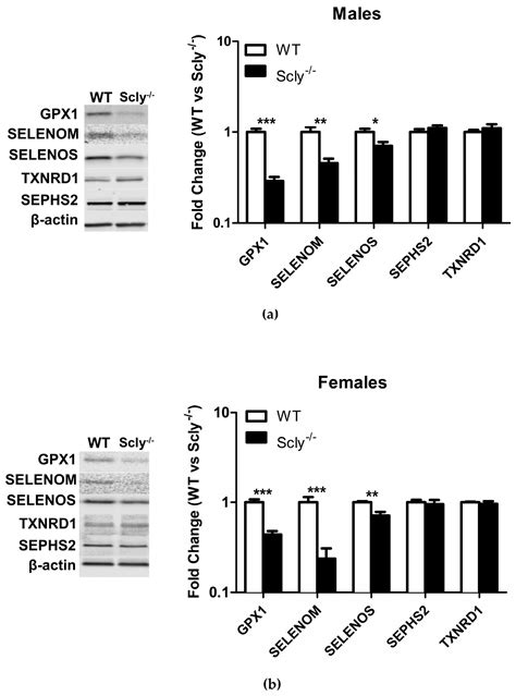 nutrients free full text sexual dimorphism in the selenocysteine lyase knockout mouse