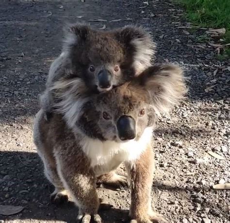 Mother Koala Carries Her Oversized Joey As They Cross The Road