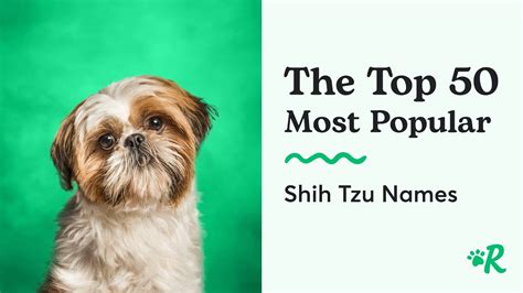 Shih Tzu Kennel Names