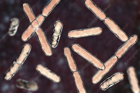 Bifidobacterium Bacteria Illustration Stock Image F0227230