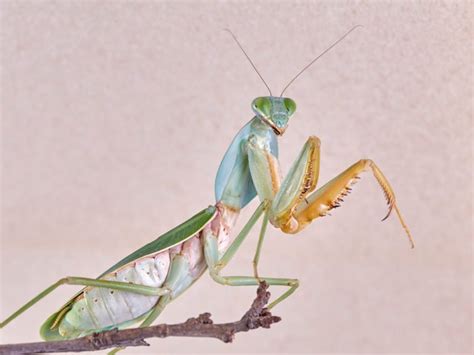 Giant Praying Mantis Appearance Behavior And Their Natural Habitat
