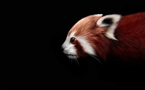 Baby Red Panda Wallpaper Wallpapersafari