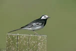 Why Are All Our Wagtails Vanishing Scientists Baffled By Long Term