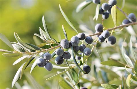 Black Olives On Branch Of Olive Tree Stock Photo Image 35496226