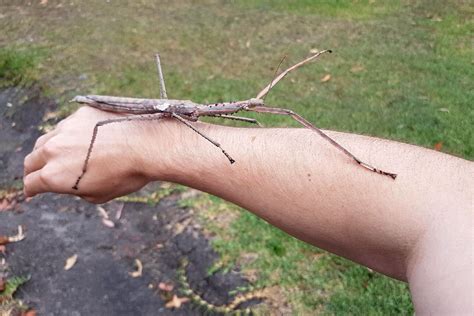 Sticky Situation Pest Controller Rescues Colossal 35cm