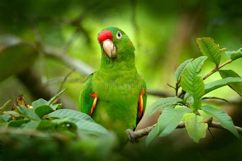 Bird In The Habitat Crimson Fronted Parakeet Aratinga Funschi