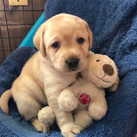 Cutest Labrador Puppy In The World Photos All Recommendation
