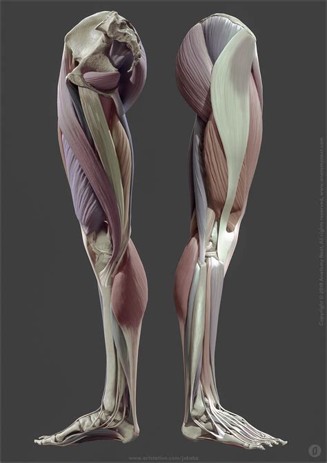 Artstation Leg Anatomy Jekabs Jaunarajs Leg Anatomy Anatomy
